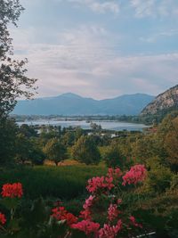 Scenic view of pink flowering plants by mountains against sky