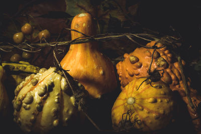 Close-up of fresh fruits on tree