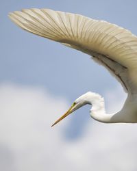 Low angle view of a bird flying