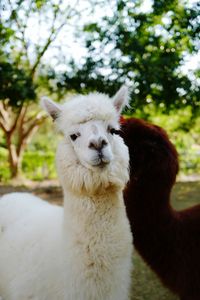 Portrait of white rabbit on field