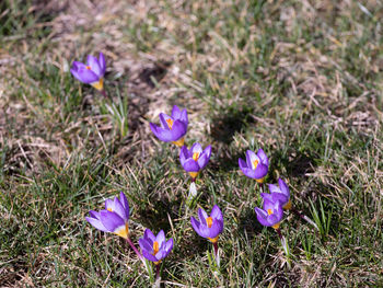 Close-up of purple crocus flowers on field