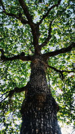 Low angle view of trees