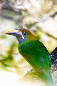 Close-up of bird