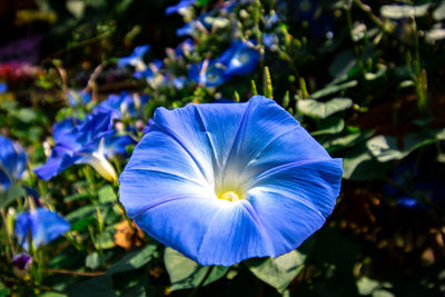 Close-up of purple blue flower