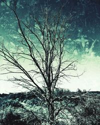 Low angle view of bare tree against sky