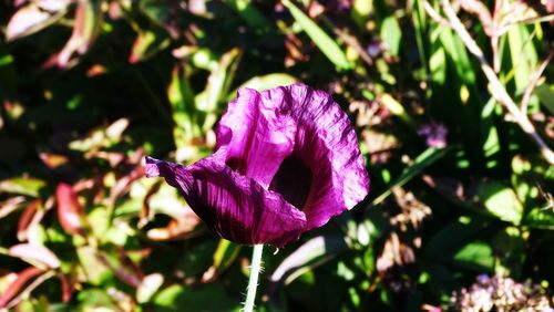 Close-up of pink flower