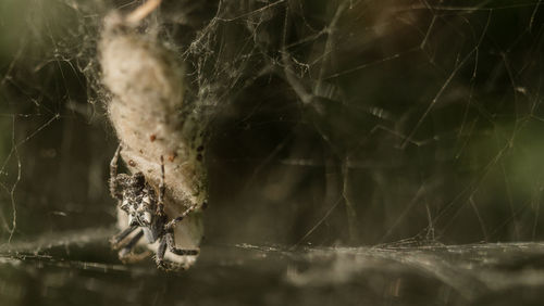 Close-up of spider on web