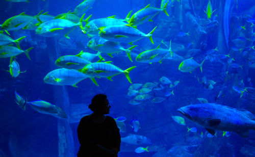 School of fish swimming in aquarium