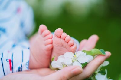 Cropped hand of woman holding flowers and baby feet
