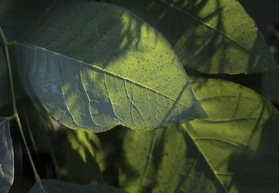 Close-up of leaves