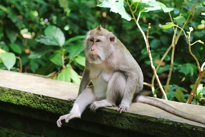 A monkey observing environment around it