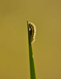 Close-up of insect on plant