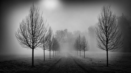 Bare trees on field against sky