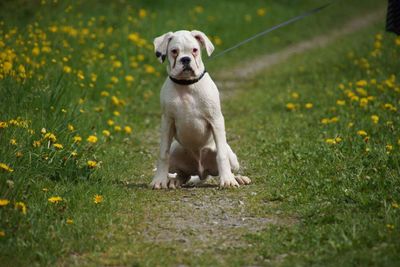 Portrait of dog sitting on grass