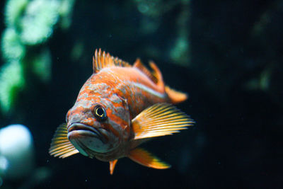 Close-up of fish swimming in aquarium