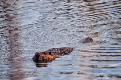 View of a beaver swimming in the lake