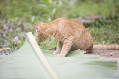 Side view of a cat