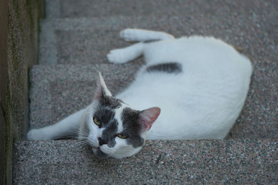 The cute cat is lying down and watching from the steps