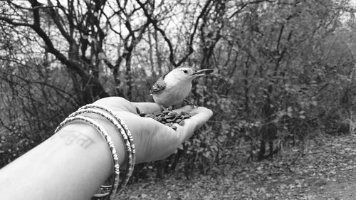 Cropped image of hand feeding bird against trees in forest