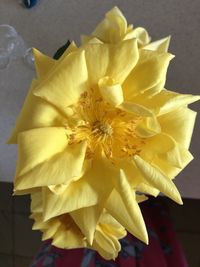 High angle view of yellow daffodil flower