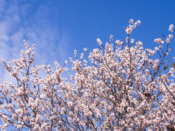 Low angle view of blooming tree against sky