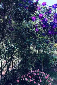 Pink flowering plant in park