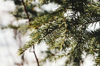 Christmas tree branch