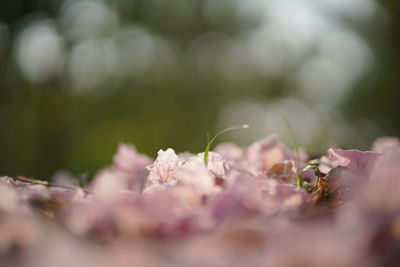 Close-up of pink cherry blossoms