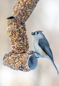 Small tufted titmouse on a home made bird feeder made of suet, seeds and toilet paper rolls