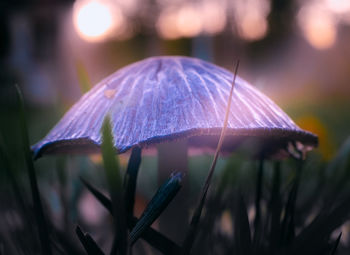 Close-up of a violet mushroom growing in the grass