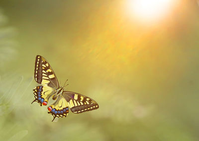 Close-up of butterfly pollinating flower