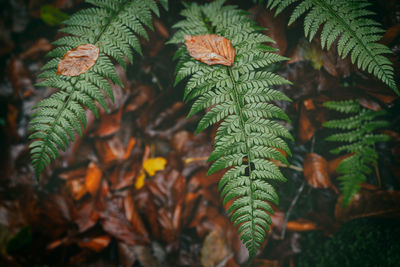 Close-up of green plant during rainy season