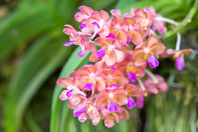 Close-up of pink flowering plant