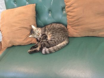 Cat sitting on blanket