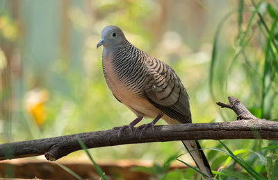 Close-up of bird perching on branch