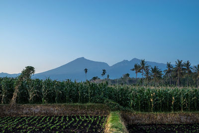 Scenic view of landscape against clear blue sky