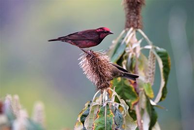 Close-up of bird perching on flower