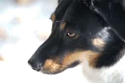 Close-up of black dog