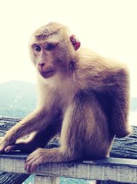 Portrait of monkey sitting outdoors