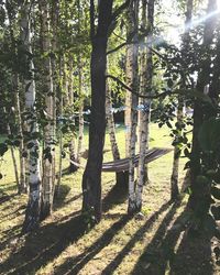 Trees on field in forest