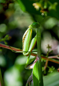 Close-up of green plant