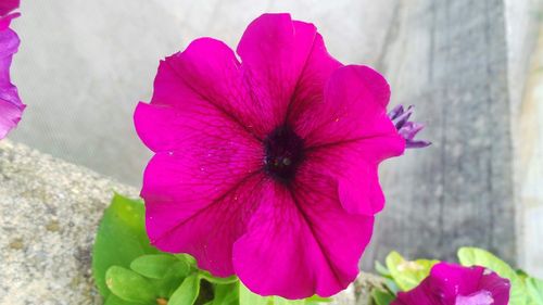 Close-up of pink flower