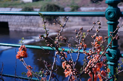 Close-up of berries on bush with green railing 