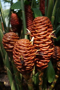 Close-up of plant