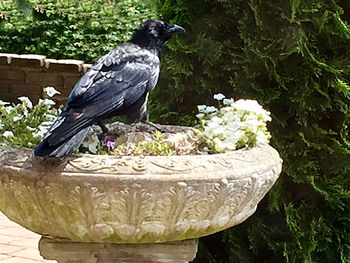 Close-up of bird perching on a plant