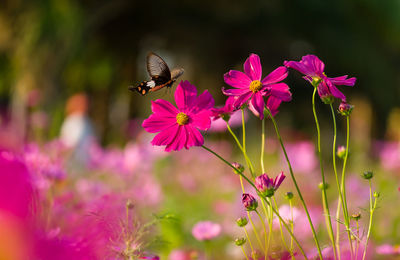 Close-up of butterfly pollinating on pink flower