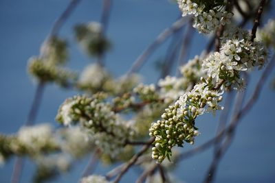 Low angle view of white flowering plant