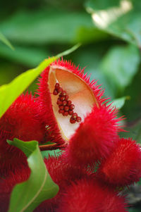 Close-up of red flowers