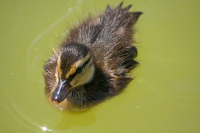 Close-up of a duck in a lake