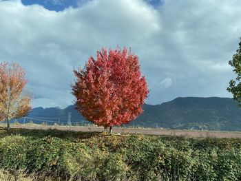 Trees on field against sky during autumn